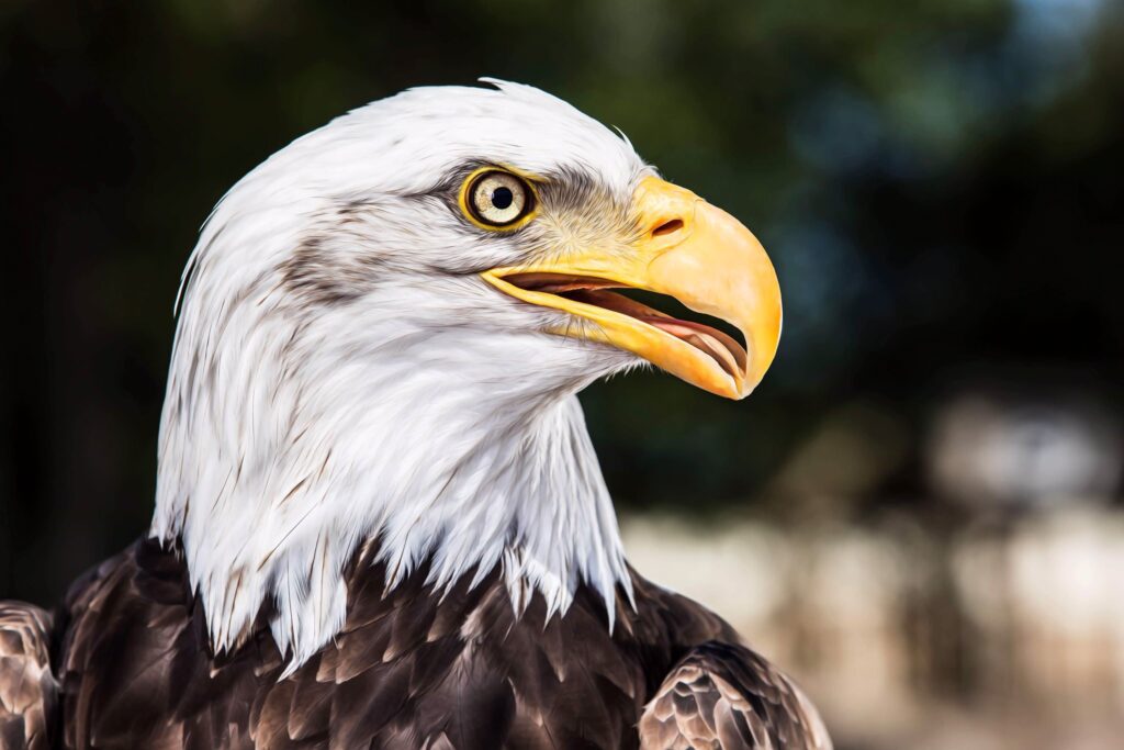 Adler in Bornholms rovfugleshow