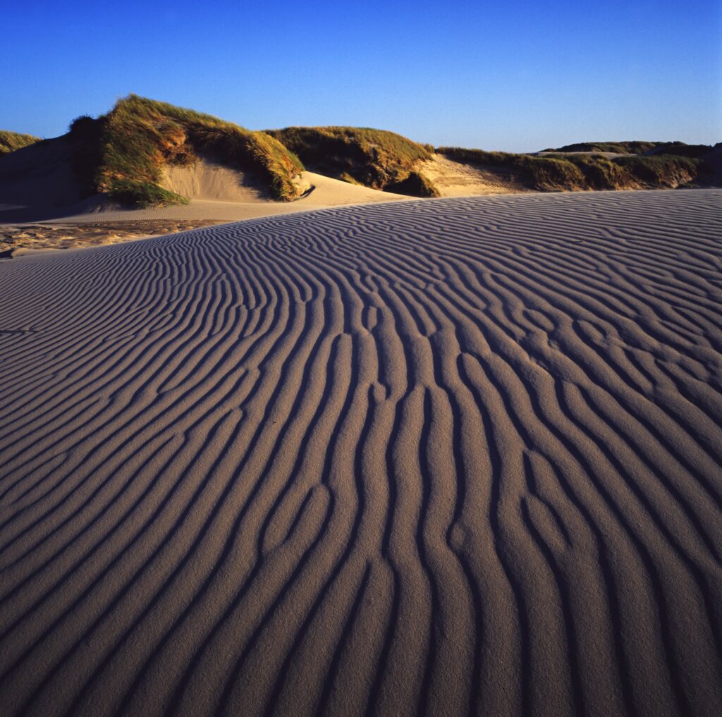 Erkunden Sie die Wanderdüne Råbjerg Mile in Skagen | VillaVilla