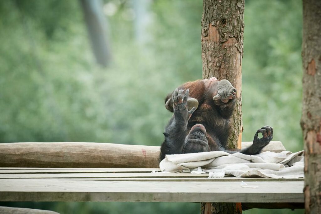 Chimpansen
