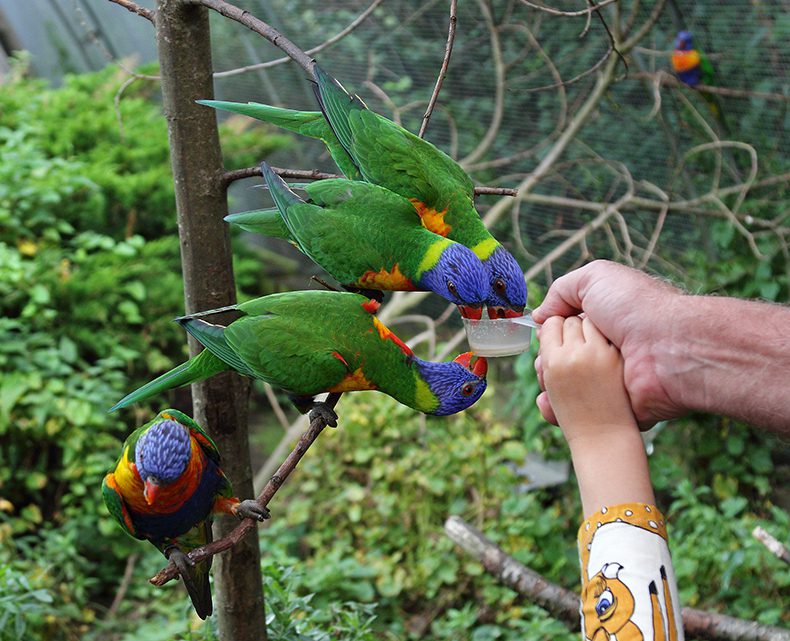 Kleine Vogeln