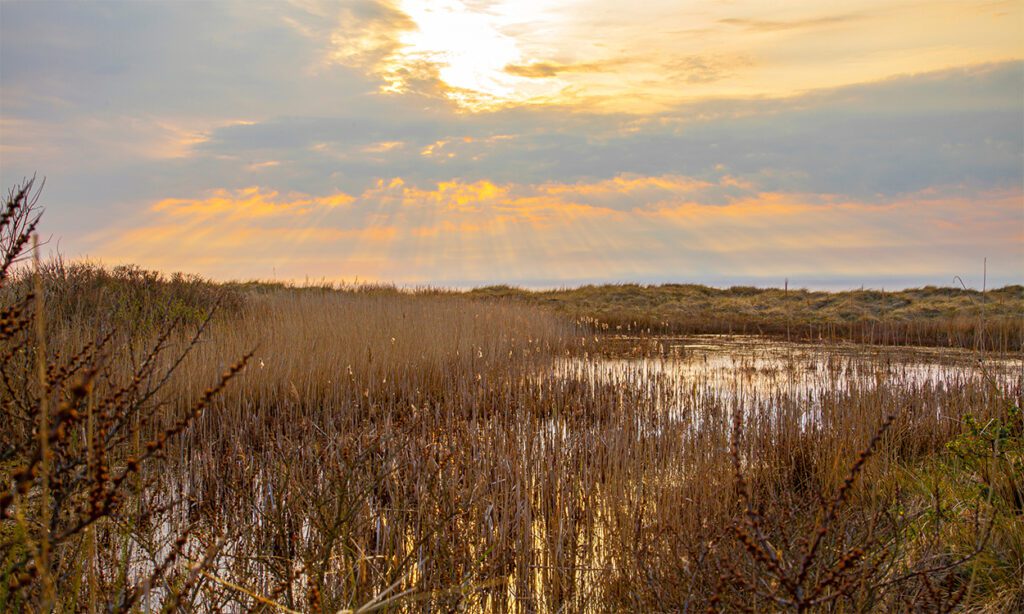 Ferienhaus am Strand von Fanø