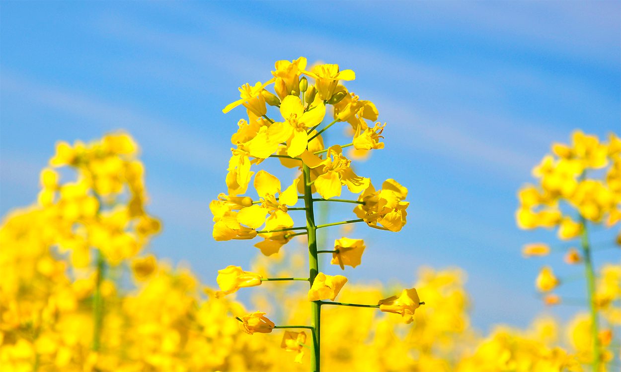 Blumen auf Fünen