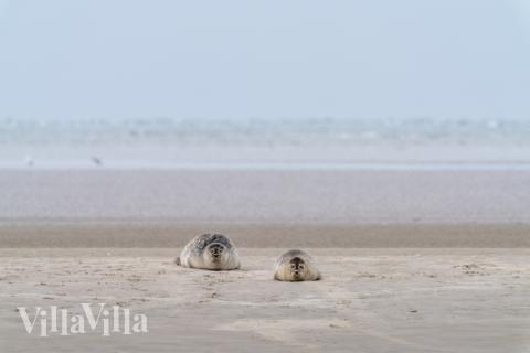 Machen Sie Urlaub im Luxusferienhaus Nr. 179 in Südjütland.