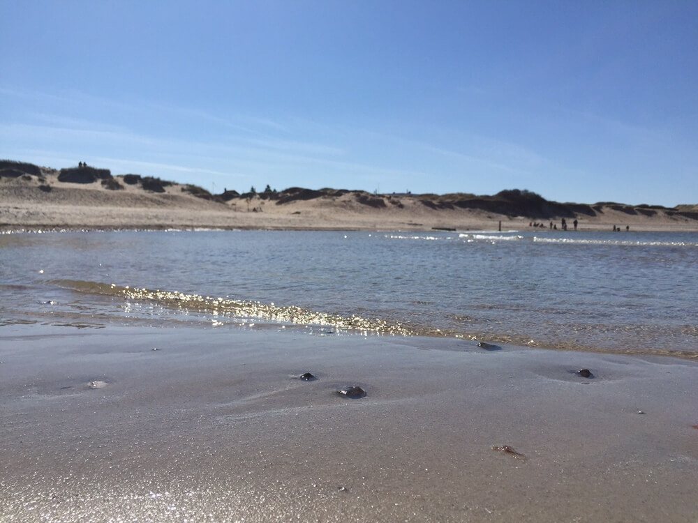 Der herrliche Strand in der Nähe von Luxusferienhaus Nr. 362 bei Nordseeland.