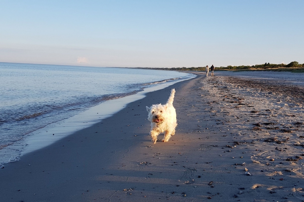 Der Strand in der Nähe von Luxusferienhaus Nr. 515.