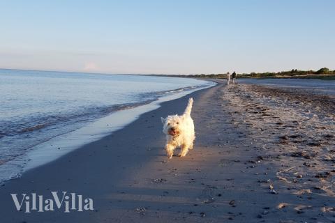 Der Strand in der Nähe von Luxusferienhaus Nr. 515.